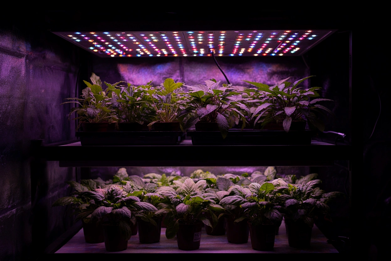 Plantes d'intérieur sous lampe horticole LED